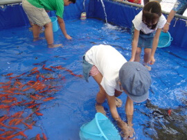 魚のつかみ取りイメージ画像1