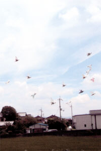 鳩飛ばし白い鳩　放鳥放天画像
