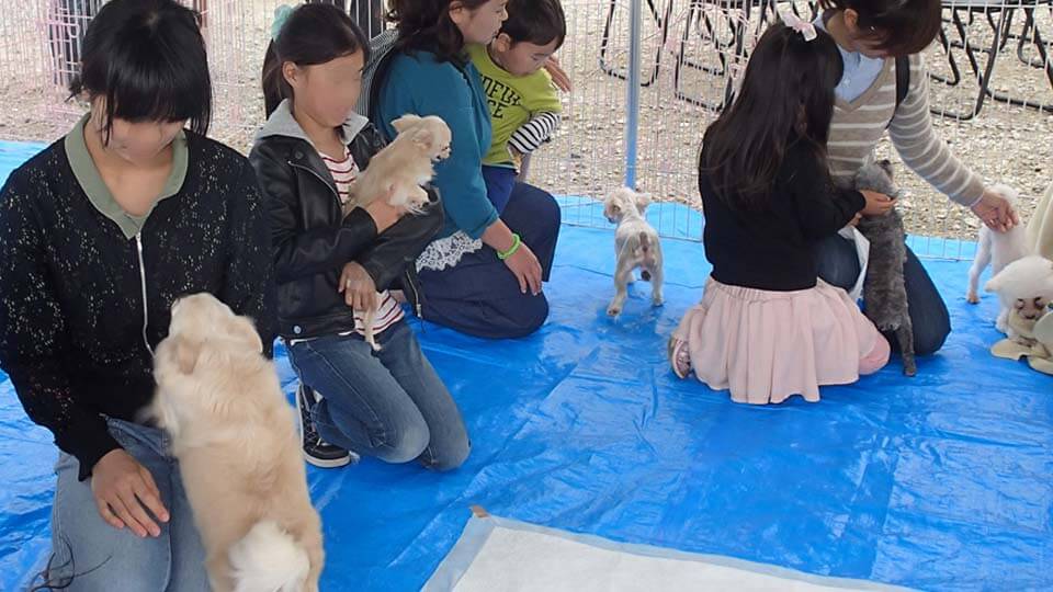 犬のふれあいイベント画像4