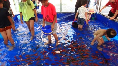 金魚のつかみ取り画像
